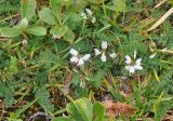 Astragalus alpinus