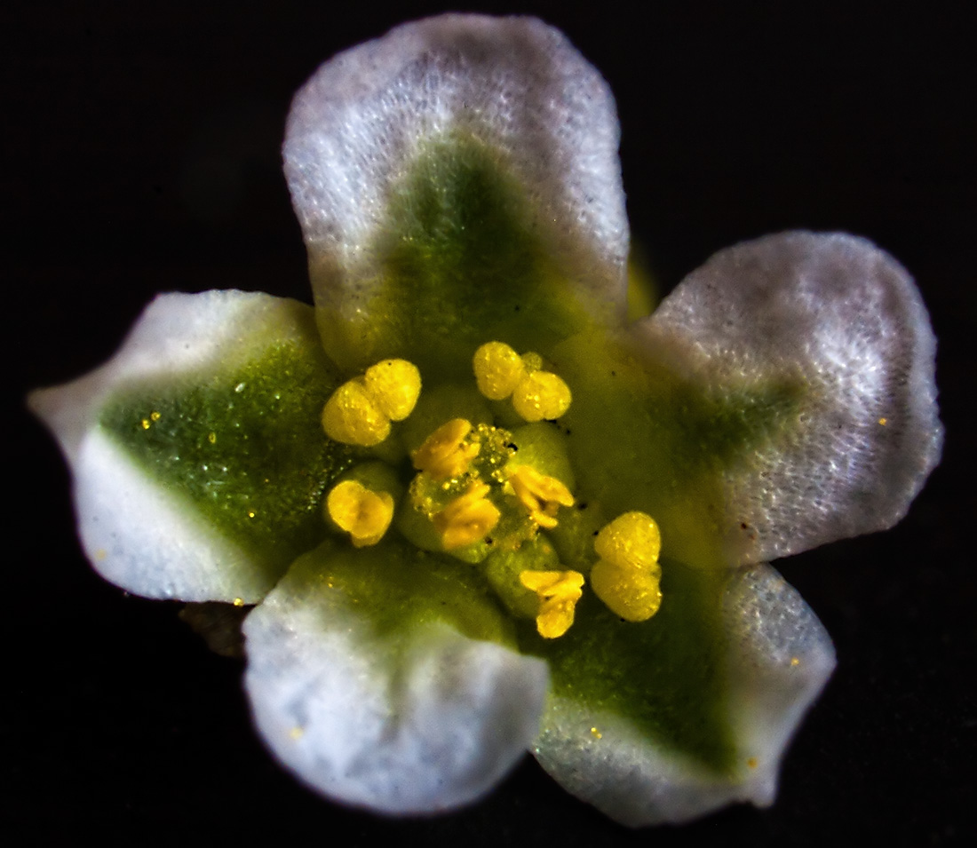 Image of Polygonum aviculare specimen.