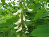 Robinia pseudoacacia