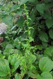 genus Campanula. Расцветающее растение. Владивосток, Ботанический сад-институт ДВО РАН. 8 сентября 2013 г.