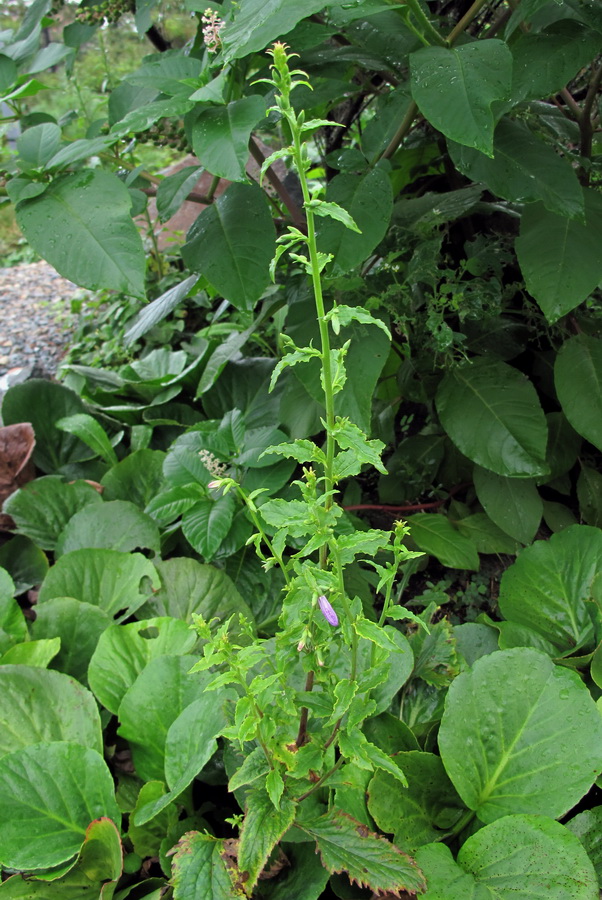 Image of genus Campanula specimen.