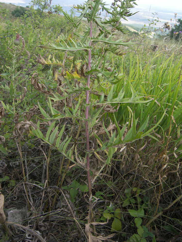 Image of Cirsium arachnoideum specimen.