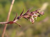 Odontites vulgaris. Отцветающее соцветие. Краснодарский край, Крымский р-н, окр. ст. Нижнебаканская, каменистый склон горы. 12.09.2013.