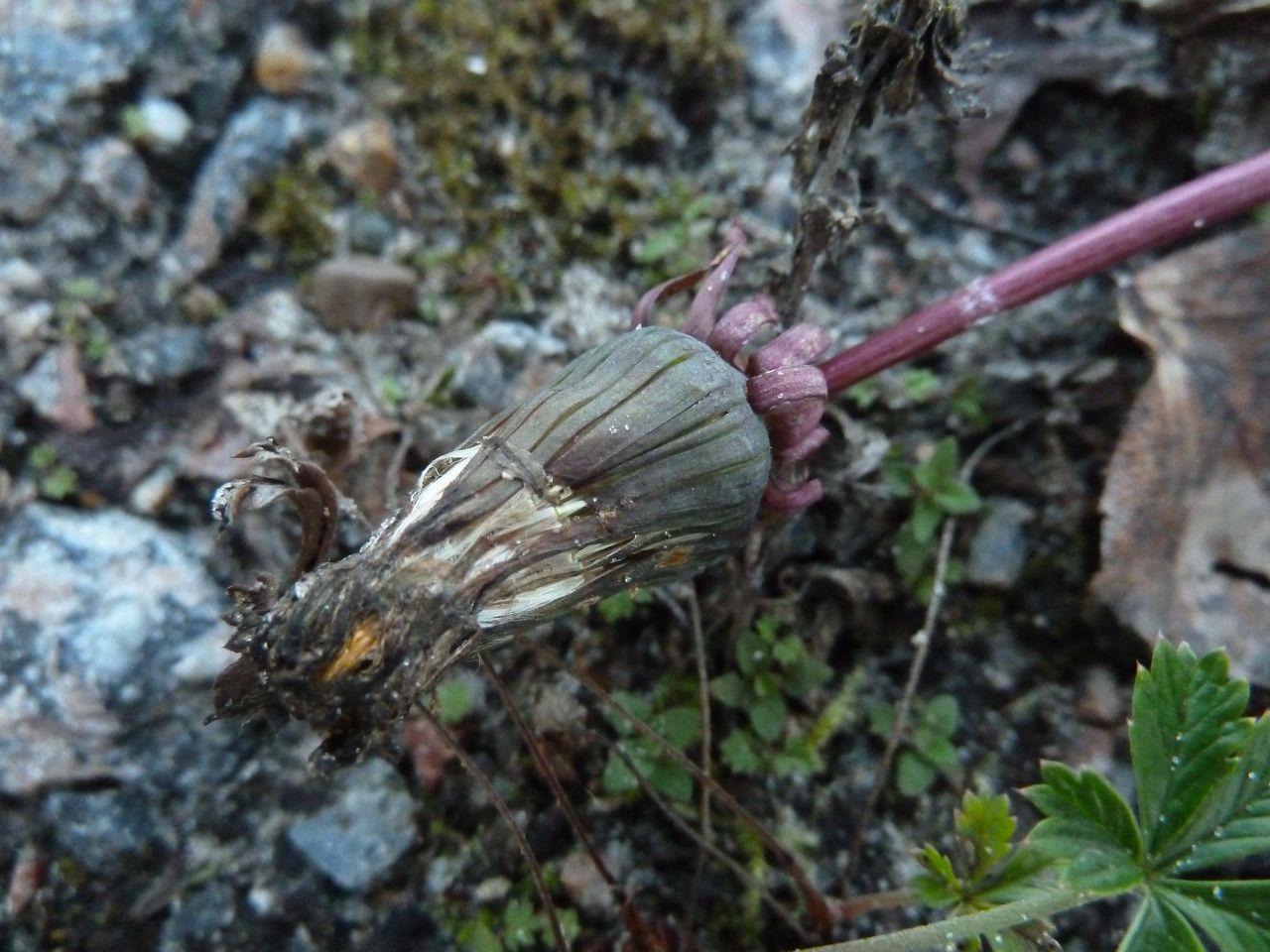 Изображение особи род Taraxacum.