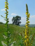 Verbascum phlomoides