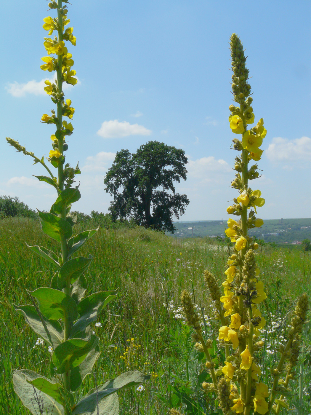 Изображение особи Verbascum phlomoides.