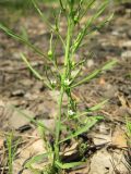 Thesium repens