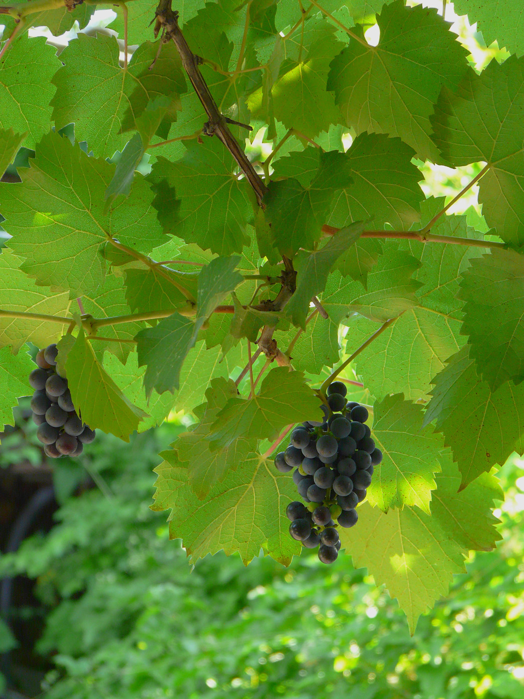 Image of Vitis &times; bacoi specimen.