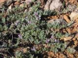 Thymus roegneri. Цветущее растение. Крым, Севастополь, высоты Кая-Баш. 10 мая 2012 г.