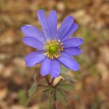 Anemone banketovii. Цветок. Краснодарский край, окр. г. Крымск, обочина горно-лесной дороги. 08.12.2013.