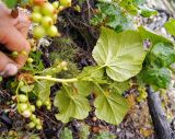 Ribes fragrans