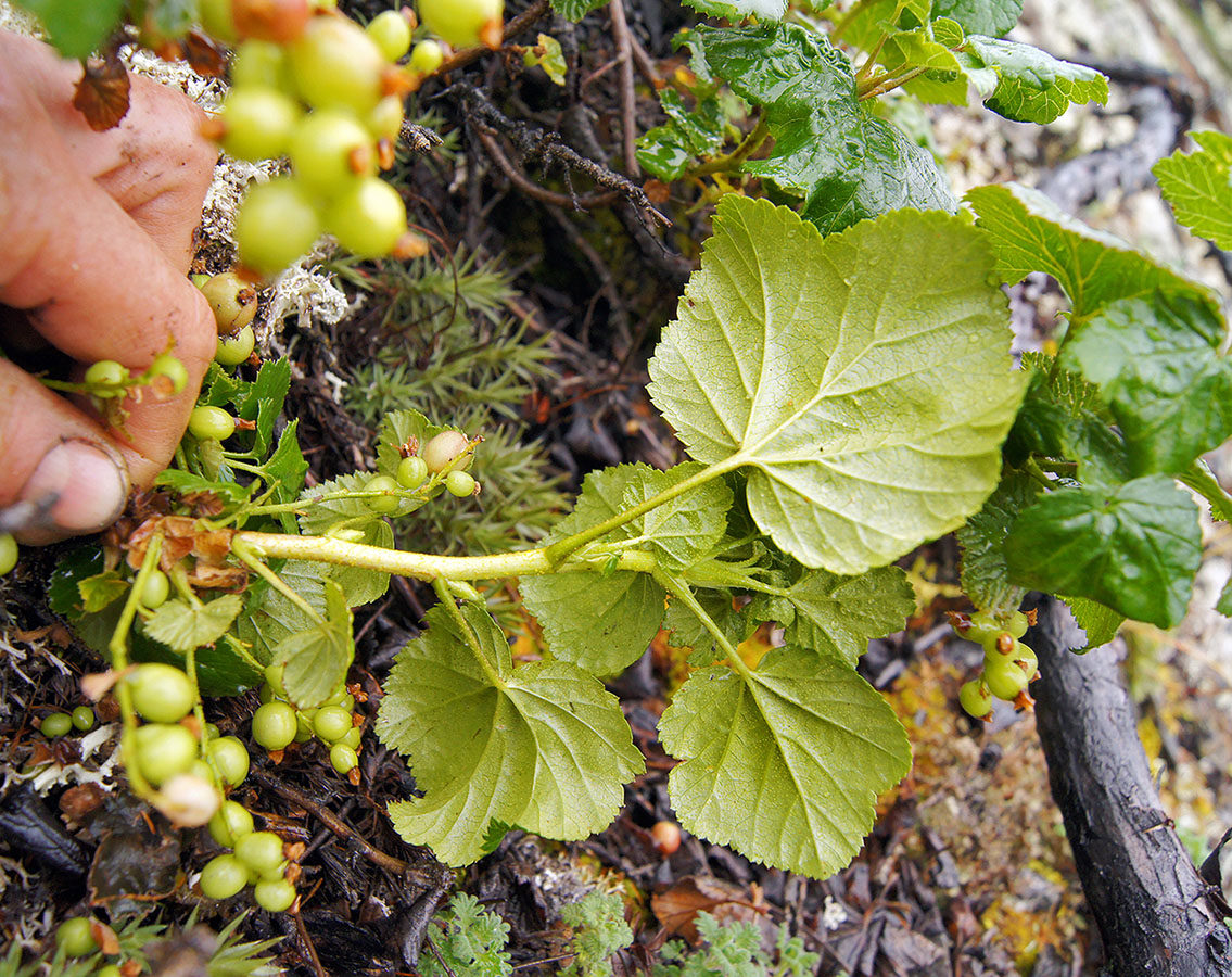 Image of Ribes fragrans specimen.