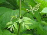 Aralia cordata. Соцветие. Сахалинская обл., окр. г. Южно-Сахалинска, западный отрог горы Чехова. 12.07.2013.