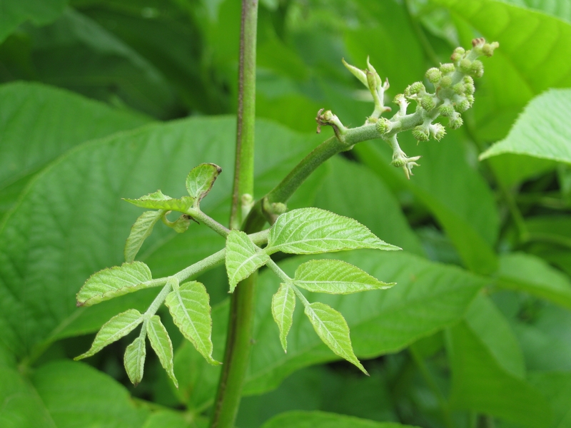 Image of Aralia cordata specimen.