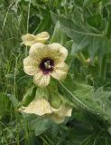 Hyoscyamus niger. Верхушка цветущего побега. Украина, г. Запорожье, пос. Солнечный, балка, возле дороги. 16.05.2013.
