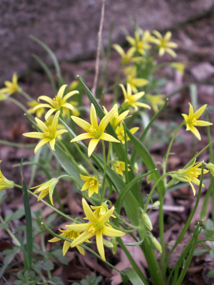 Image of genus Gagea specimen.