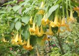 Brugmansia aurea