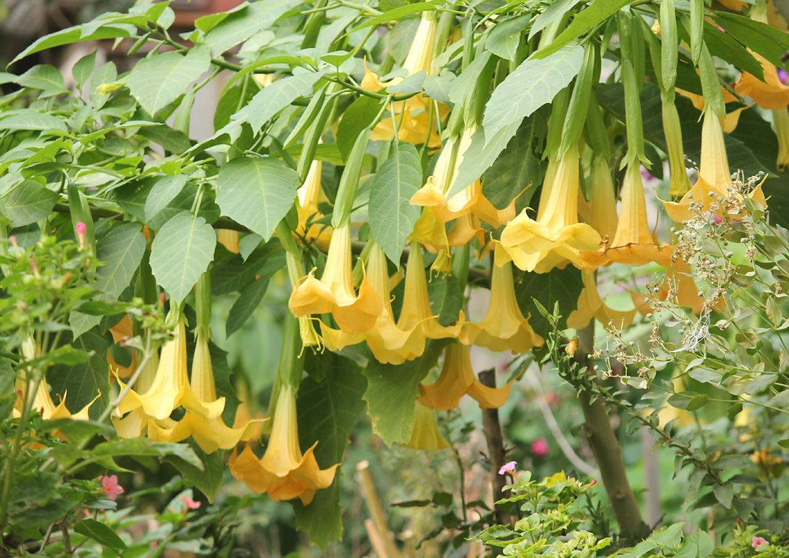 Изображение особи Brugmansia aurea.