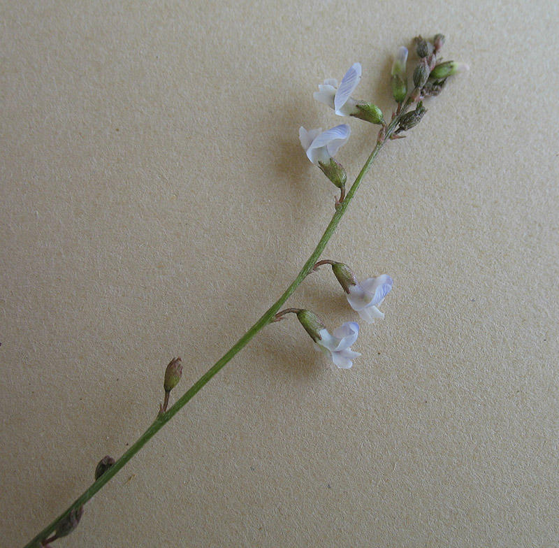 Image of Astragalus austriacus specimen.