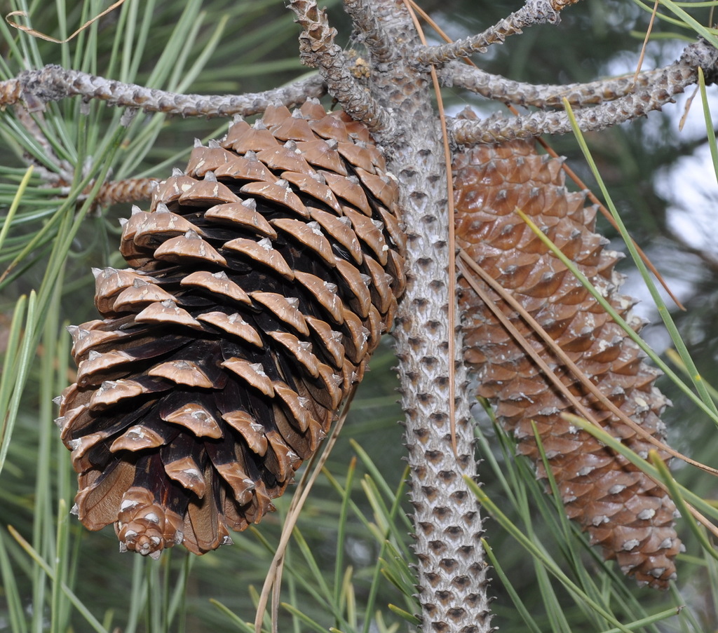 Изображение особи Pinus pinaster.