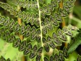 Thelypteris palustris var. pubescens