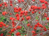 Erythrina lysistemon. Часть кроны цветущего дерева. Израиль, г. Беэр-Шева, городское озеленение. 24.03.2014.