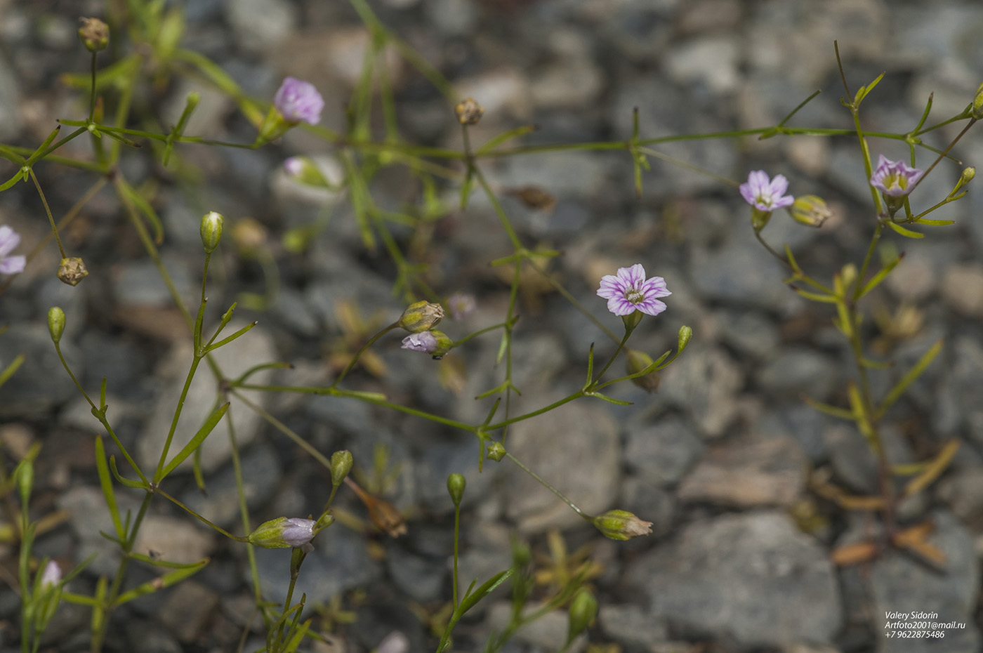 Изображение особи Psammophiliella muralis.