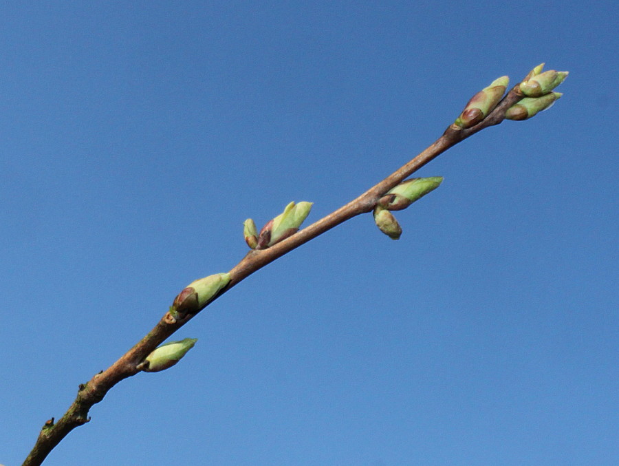 Image of Halesia carolina specimen.