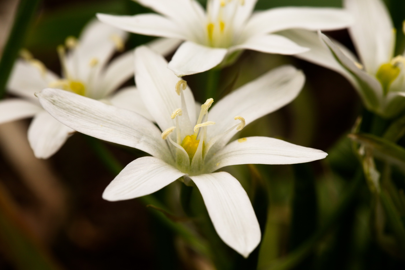 Изображение особи Ornithogalum refractum.