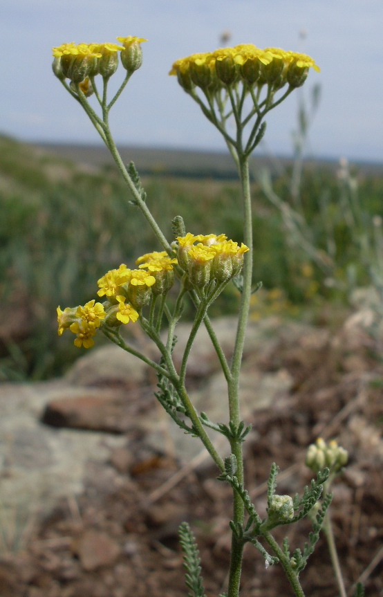 Image of Achillea leptophylla specimen.