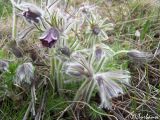 Pulsatilla bohemica