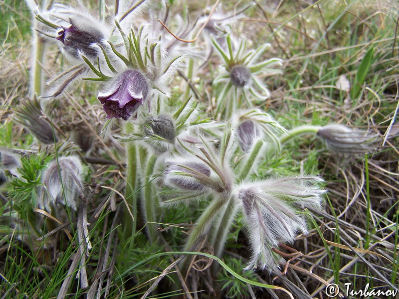 Изображение особи Pulsatilla bohemica.