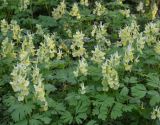 Corydalis bracteata