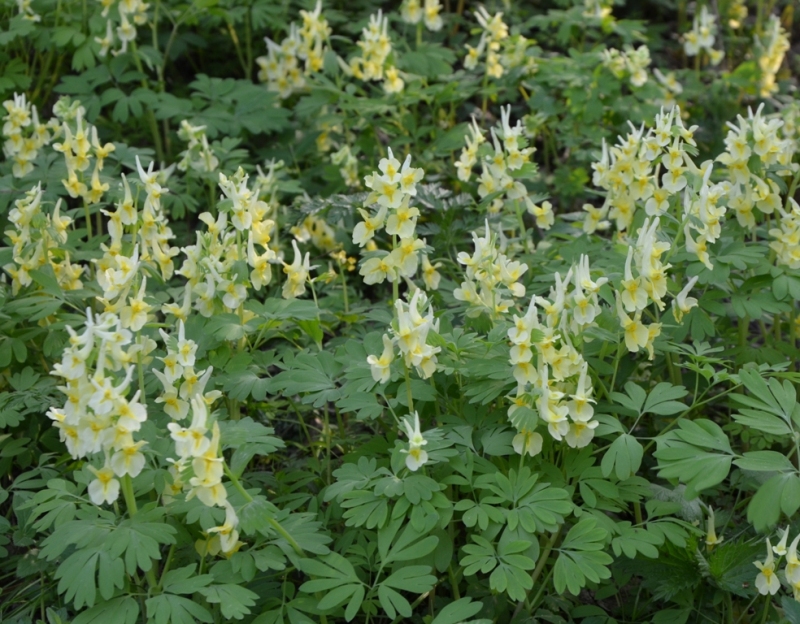 Image of Corydalis bracteata specimen.