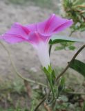 Ipomoea purpurea