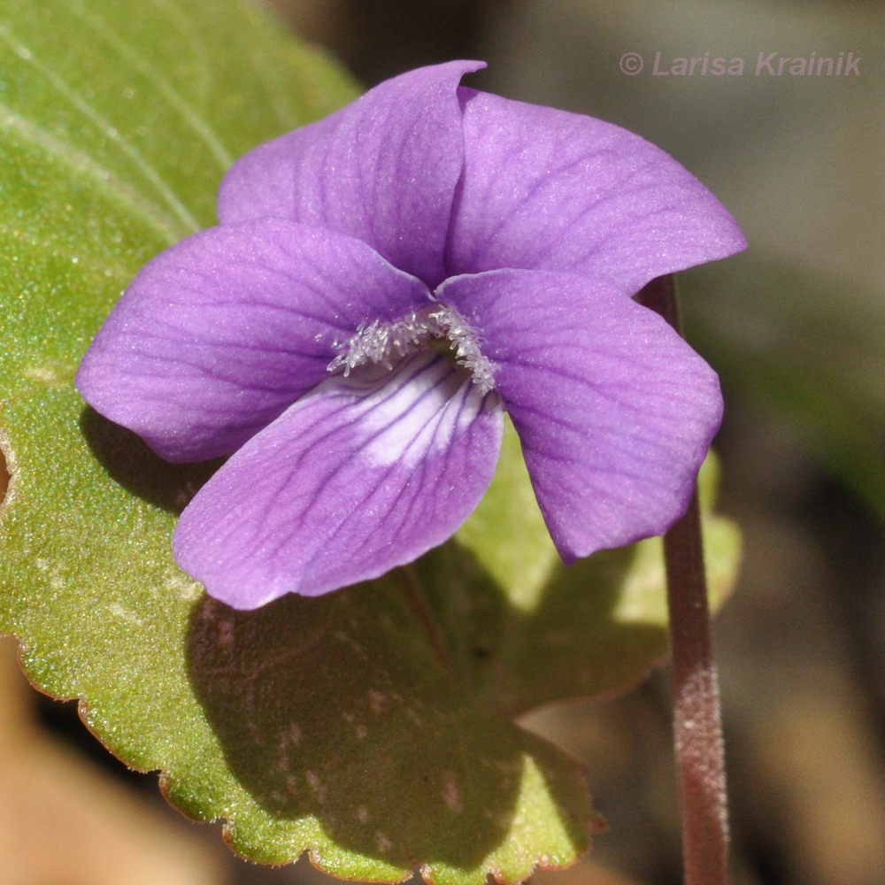 Image of Viola primorskajensis specimen.