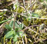 Erophila verna