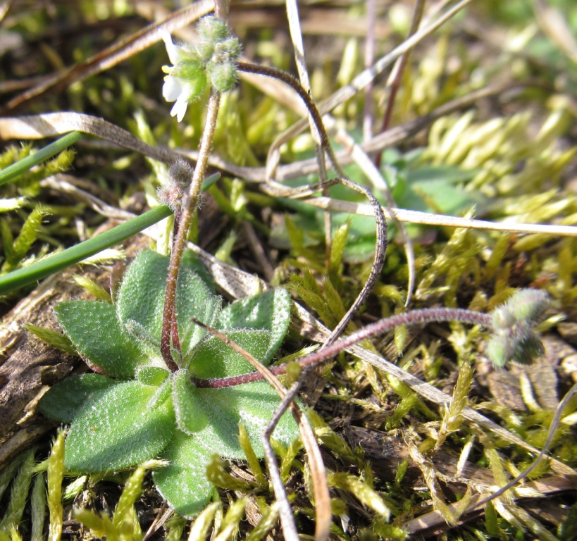 Изображение особи Erophila verna.