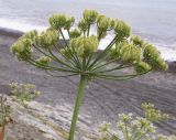 Astrodaucus littoralis