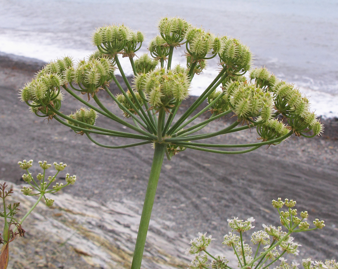 Изображение особи Astrodaucus littoralis.