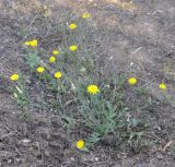 genus Crepis