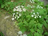 Chaerophyllum temulum. Соцветия. Ставропольский край, г. Кисловодск, по ул. Ф. И. Шаляпина, обочина мощёной дороги (43°54′0,61″ с.ш., 42°43′31,83″ в.д.). 04.06.2014.