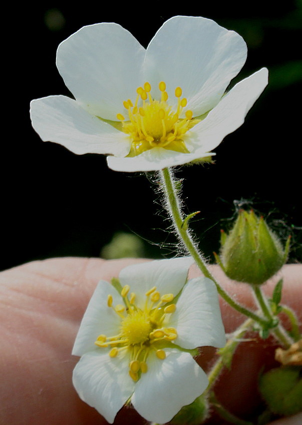 Image of Potentilla rupestris specimen.