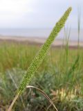 Phleum phleoides