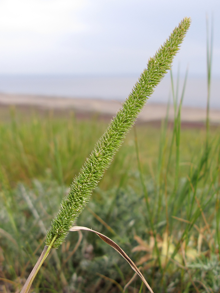 Изображение особи Phleum phleoides.