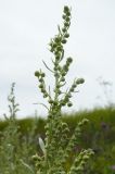 Artemisia sieversiana