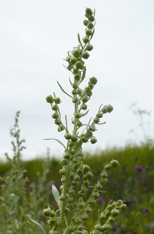 Изображение особи Artemisia sieversiana.