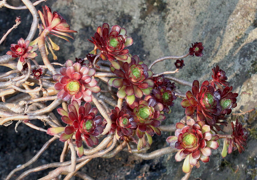 Image of Aeonium arboreum var. atropurpureum specimen.