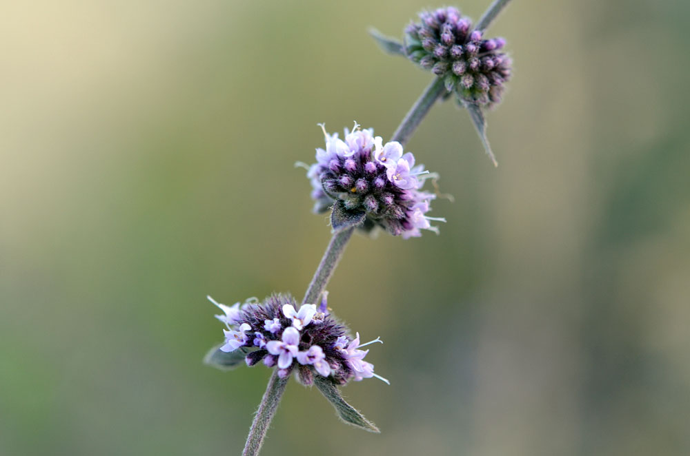 Image of Mentha &times; interrupta specimen.