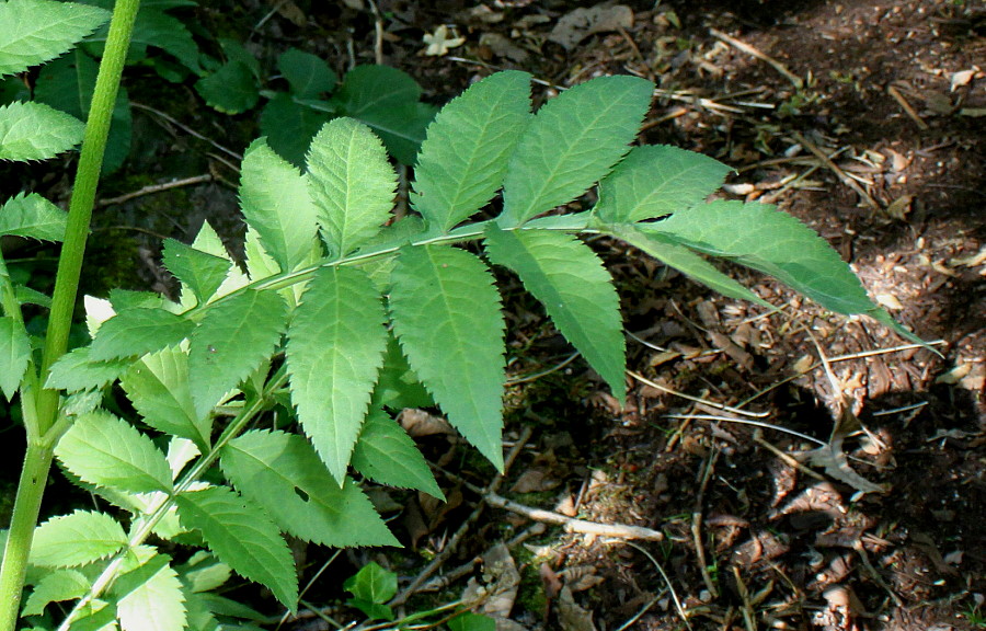 Image of Cephalaria gigantea specimen.